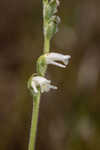 Texas lady's tresses